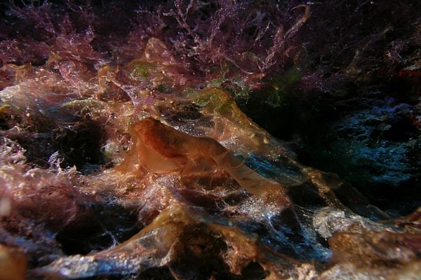Cianobacterias sobre algas rojas