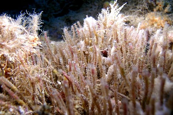 Comunidad de coralígeno de modo calmo