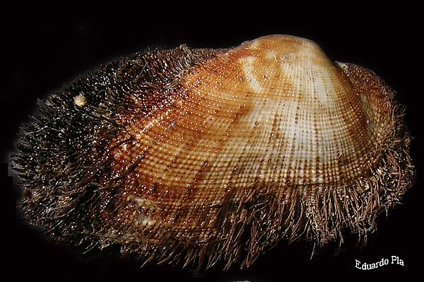 Barbatia barbata (Linné)