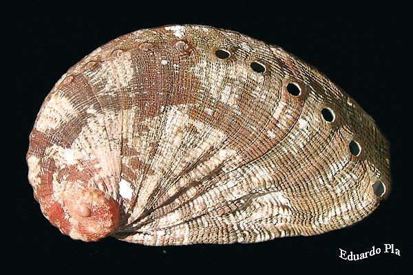 Haliotis tuberculata Lamellosa (Lam)