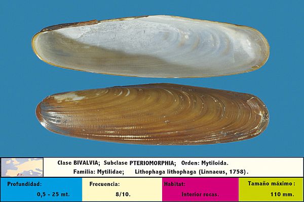 Lithophaga lithophaga (Datil de mar)