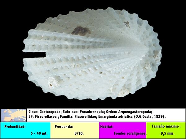 Emarginula adriatica (Costa, 1829))