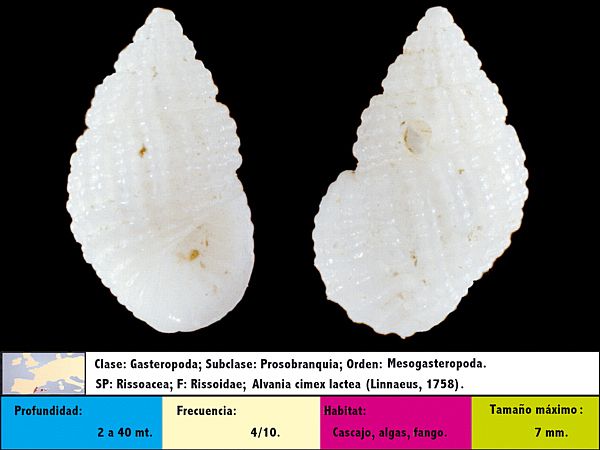 Alvania cimex lactea (Philippi, 1836)