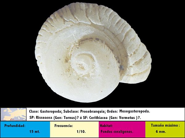 Tenagodus obtusus juvenil (Schumacher, 1817)