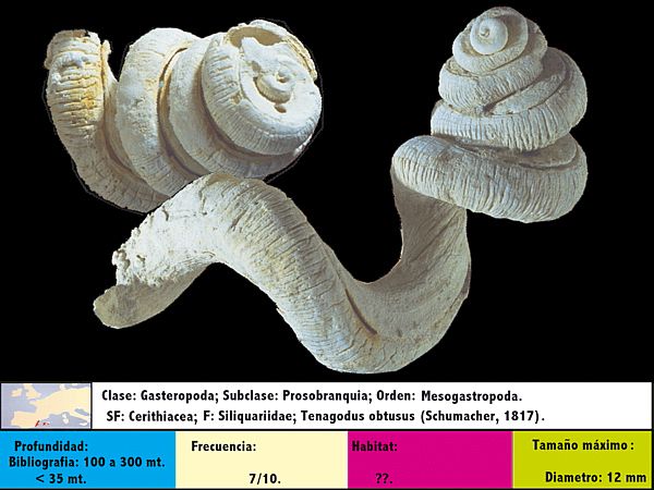 Tenagodus obtusus (Schumacher, 1817)