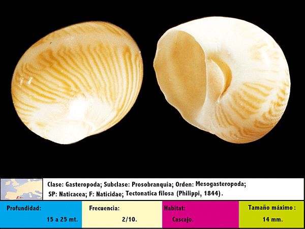 Tectonatica filosa (Philippi, 1844)