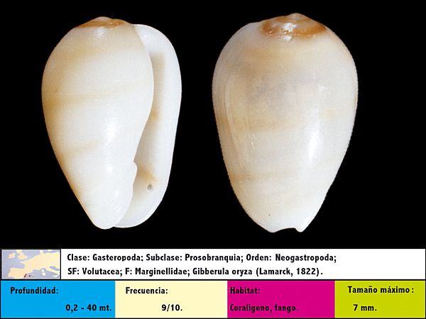 Gibberula oryza (Lamarck, 1822)