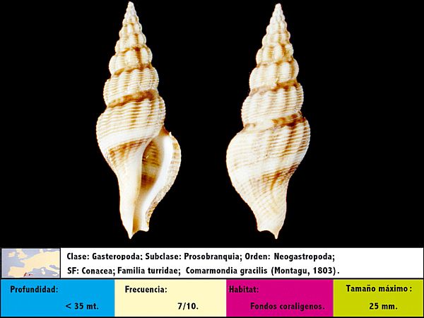 Comarmondia gracilis (Montagu, 1803)