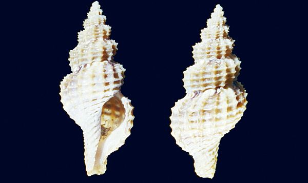 Raphitoma reticulata (Renier, 1804)