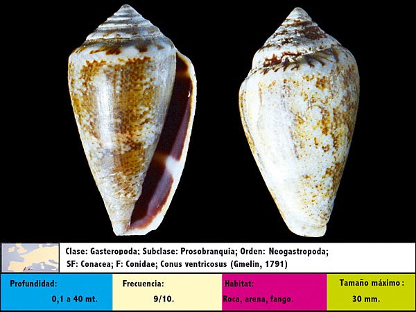 Conus ventricosus (Gmelin, 1791)