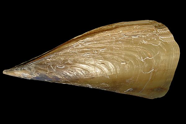 Pinna pectinata (Linné)
